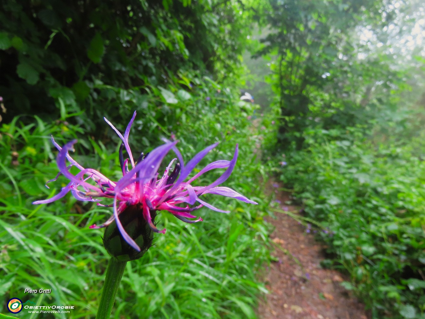 11 Centaurea montana- Fiordaliso montano.JPG